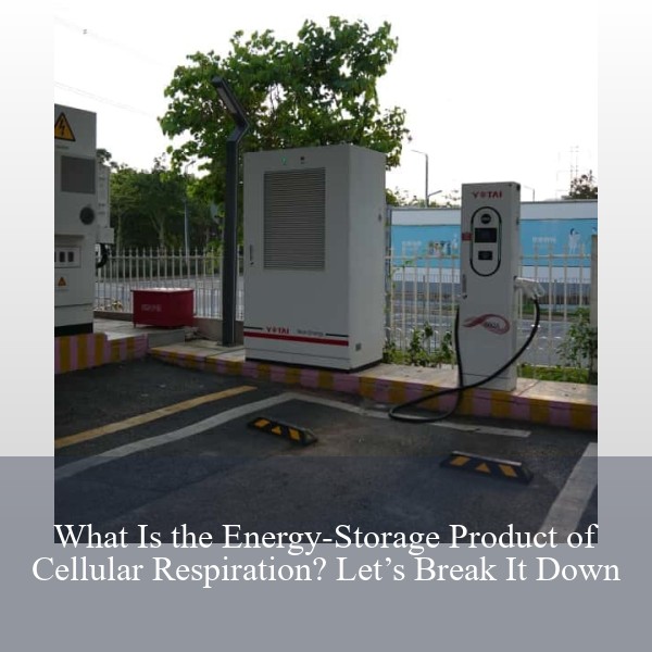 What Is the Energy-Storage Product of Cellular Respiration? Let’s Break It Down